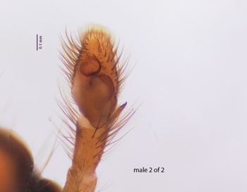 Media type: image; Invertebrate Zoology 22010